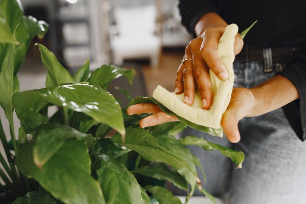 Someone wiping lily plant leaves