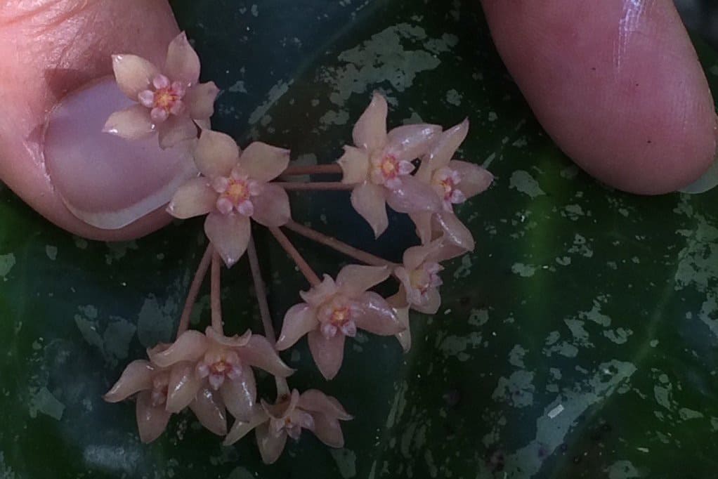 Creme waxy flowers of a hoya macrophylla snow queen held against a splash leaf background