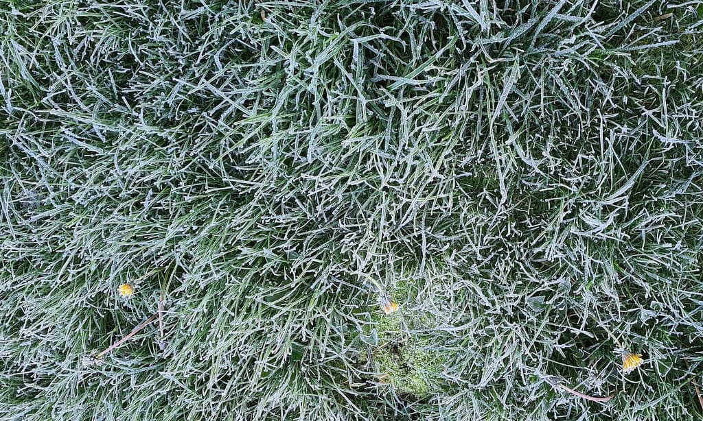 Kill dandelions in lawns