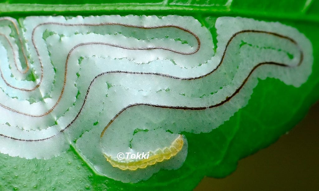 The destructive larva of a leaf miner thread in a leaf of a citrus