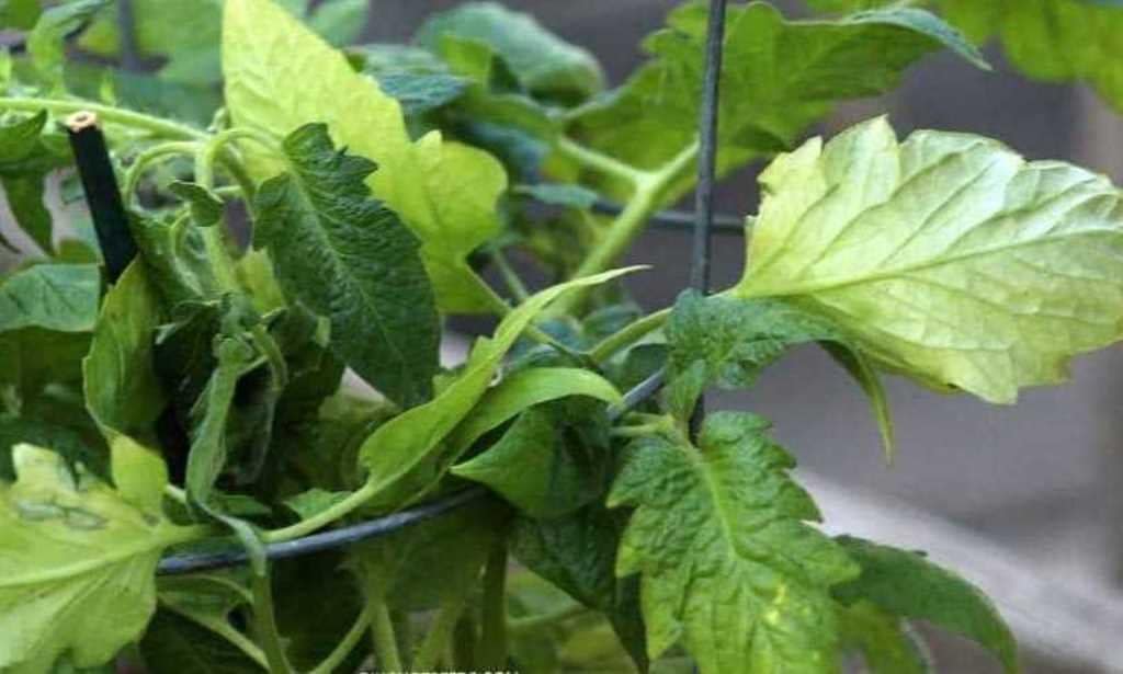 Transplanting stress