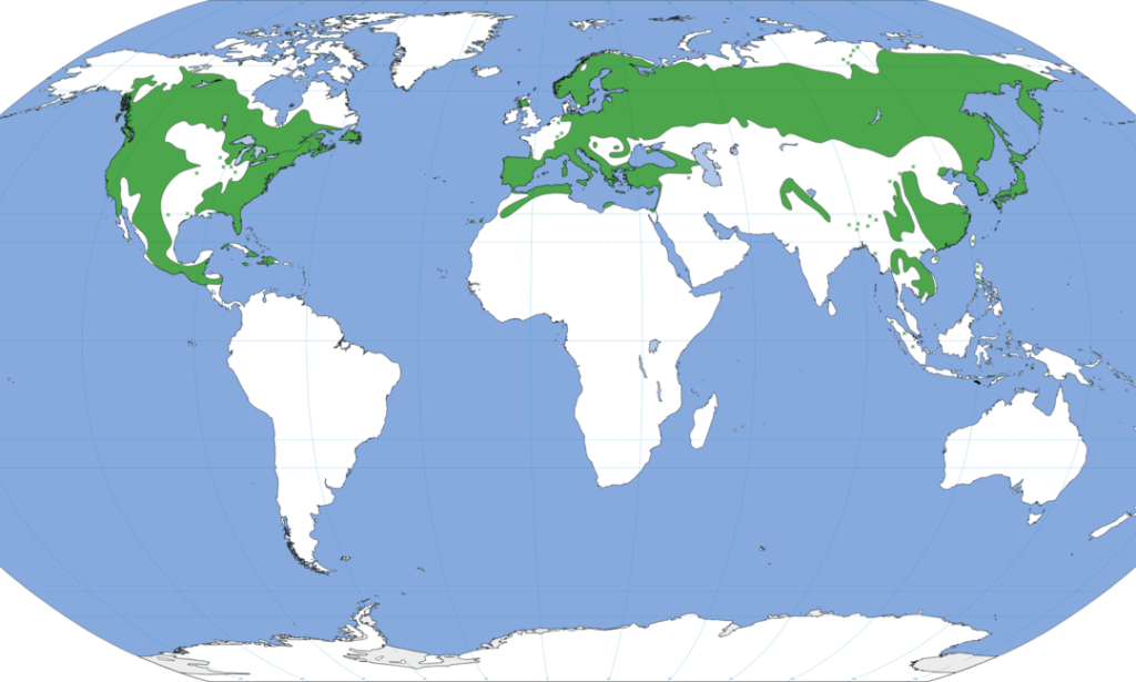 Pine tree growing regions