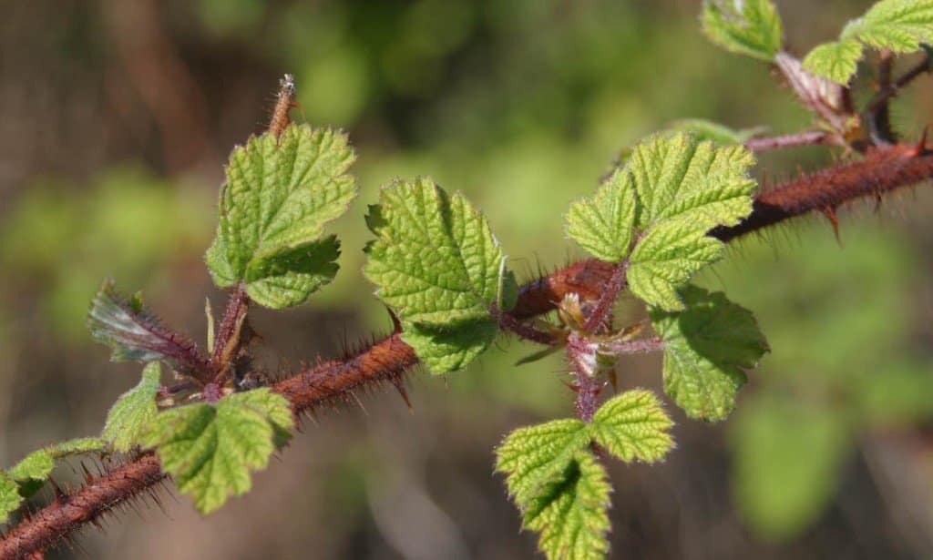 Rubus phoenicolasius