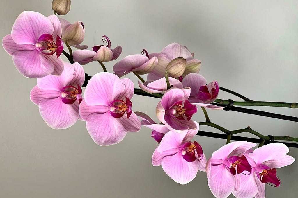 Pink Phalaenopsis Orchid flowers with stalks