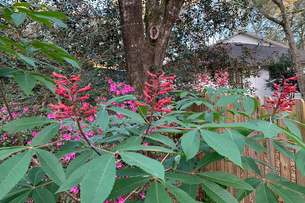 Red buckeye tree in blooms