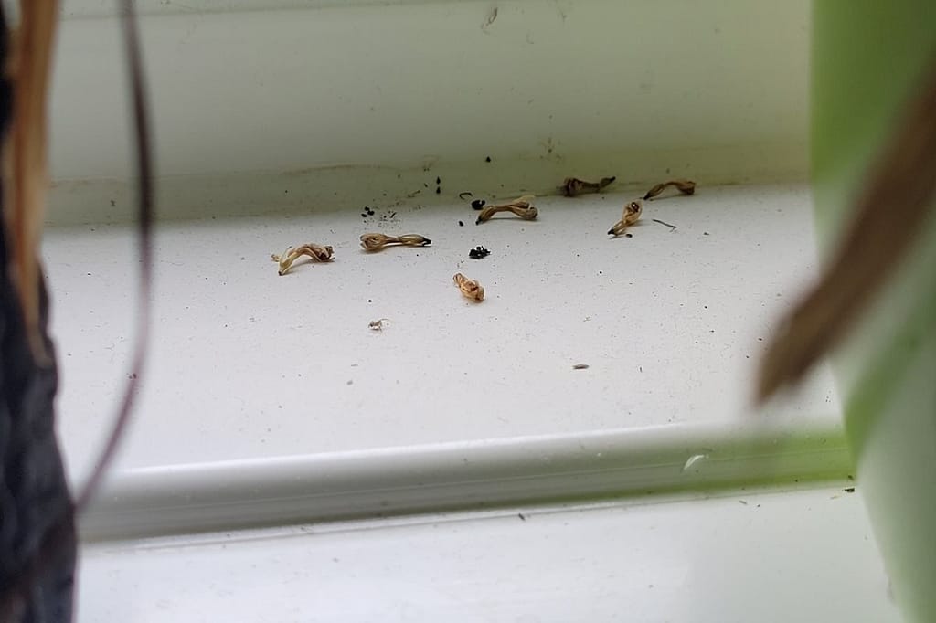 Deposits of prayer plant seeds on white background