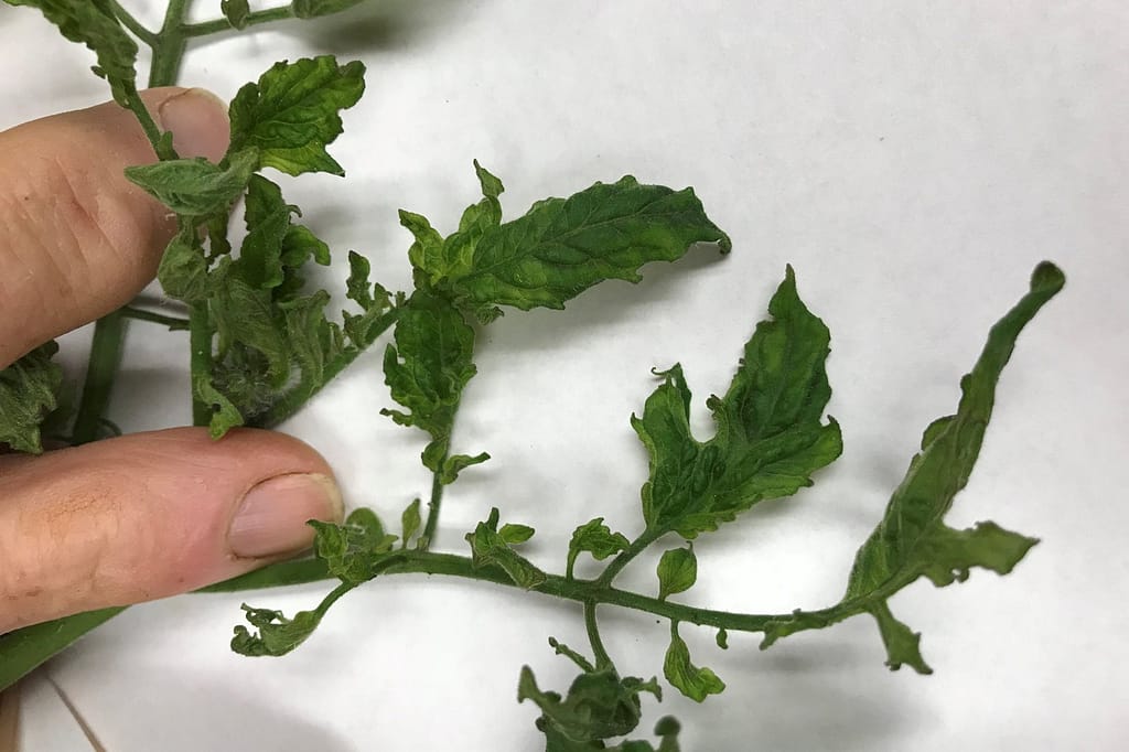 Cringed deformed tomato leaves symptomatic of ToMV