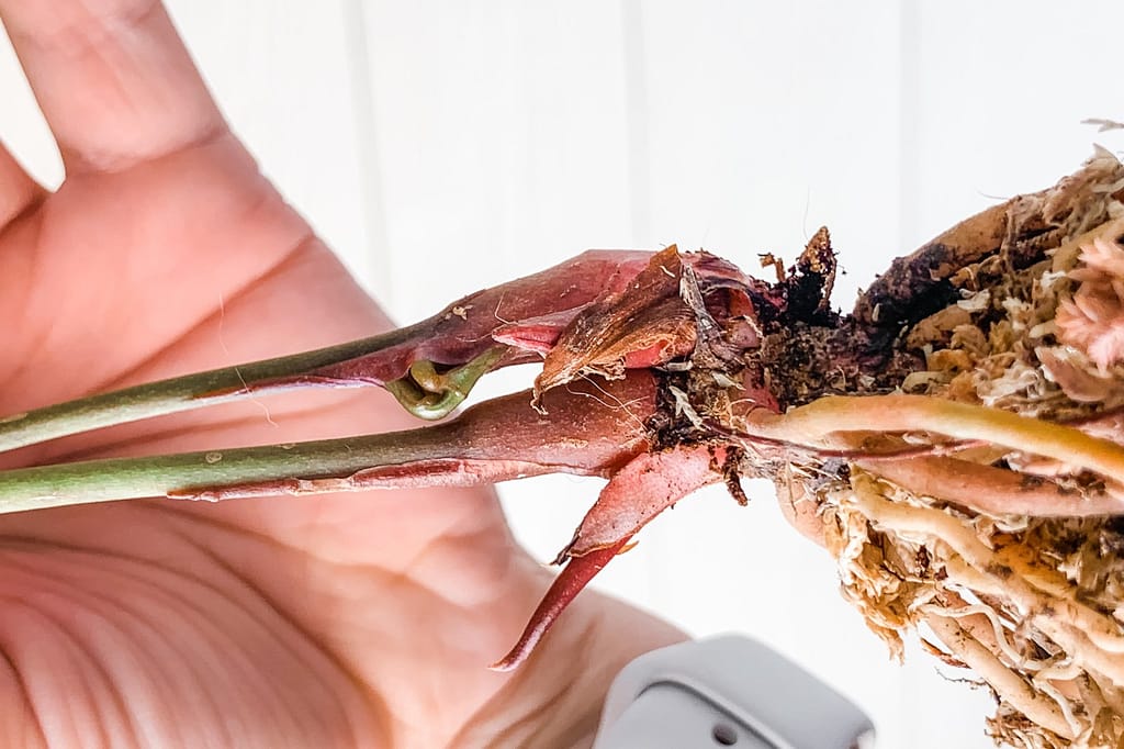 Hand-held anthurium houseplant ready for splitting