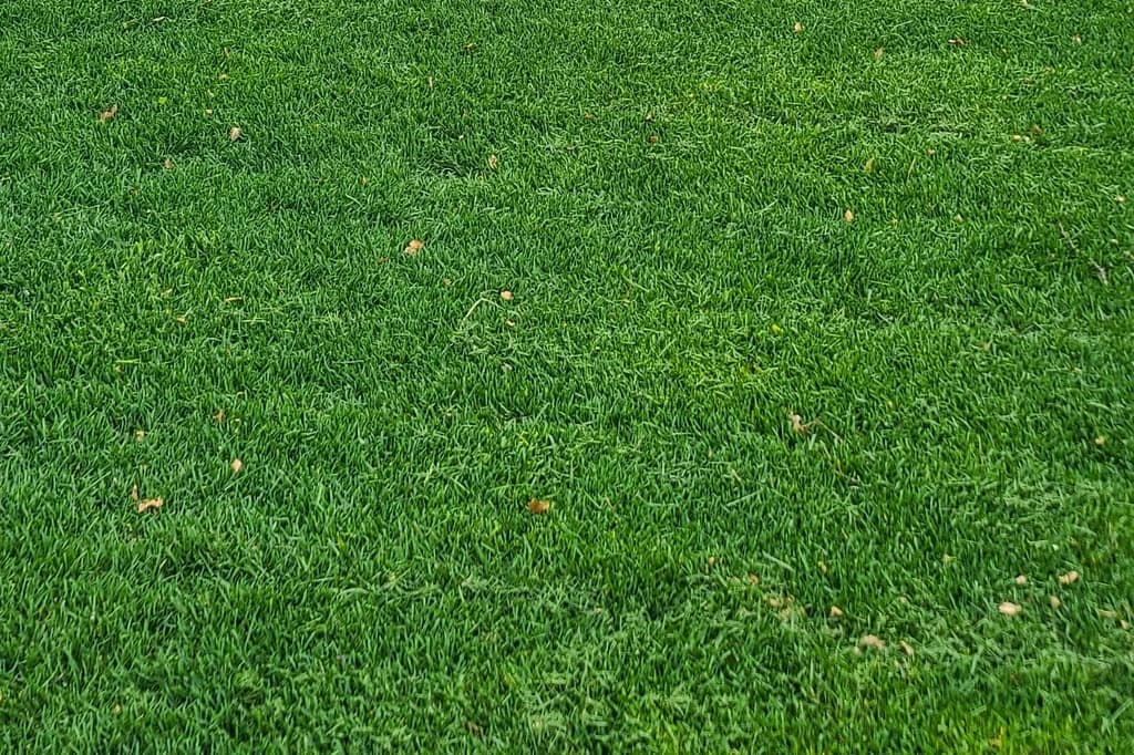 Well tucked KBG lawn