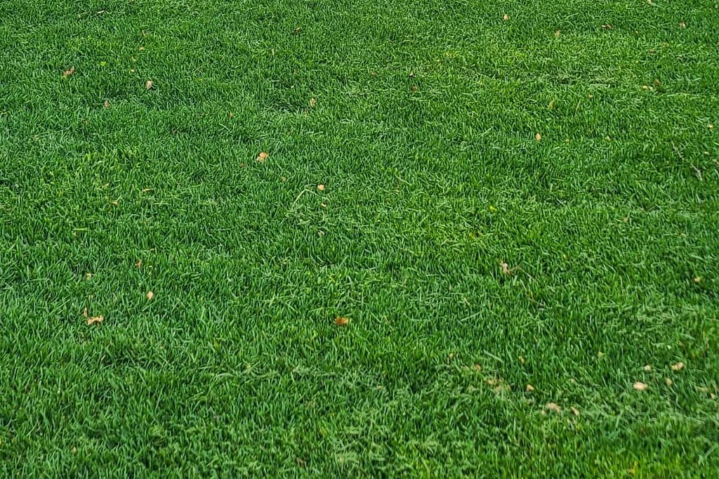 Well tucked KBG lawn