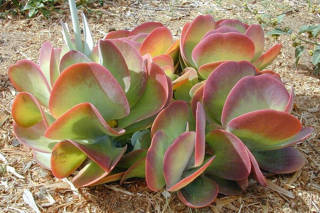 Kalanchoe thyfisfora