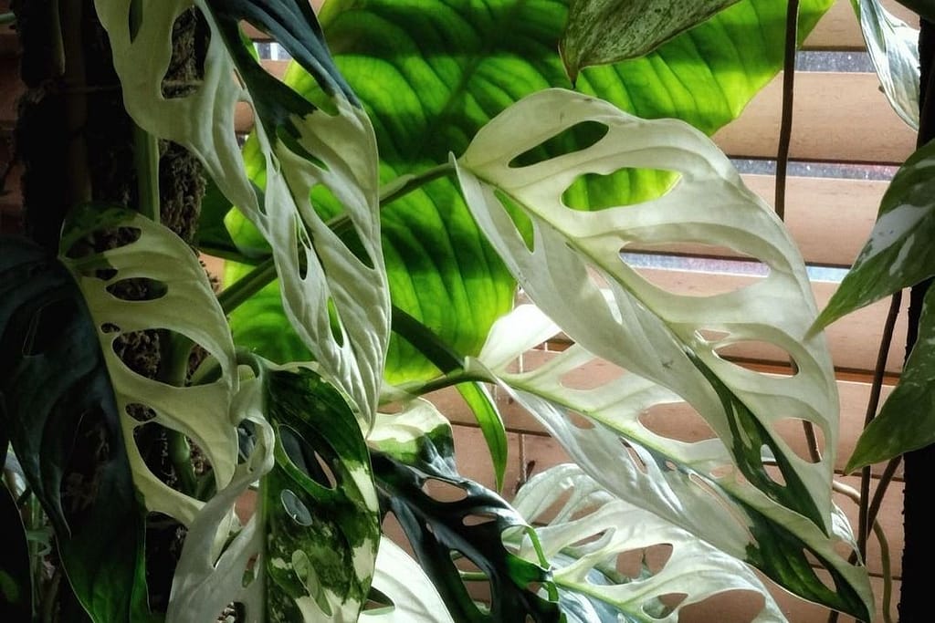 Variegated monstera growing outdoors condotions