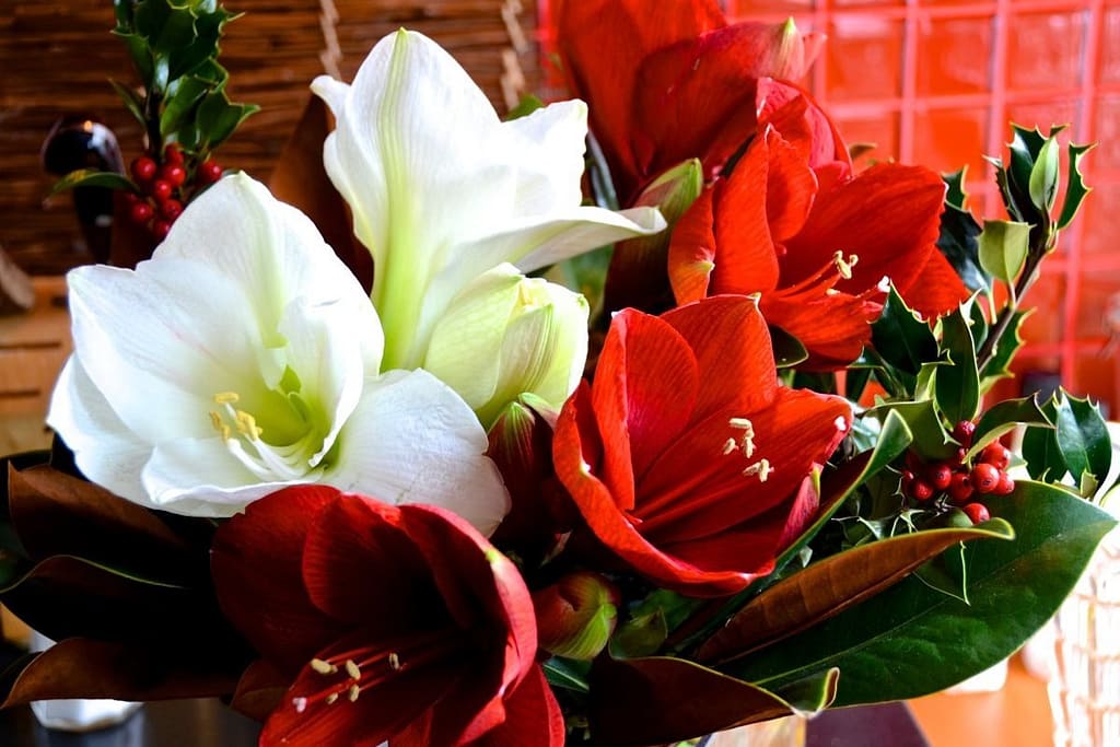White and red amaryllis flower