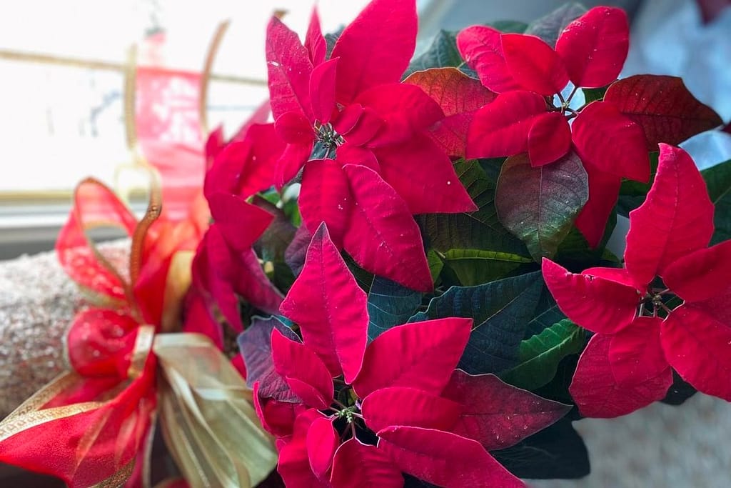 Flowerless red poinsettia plant gift