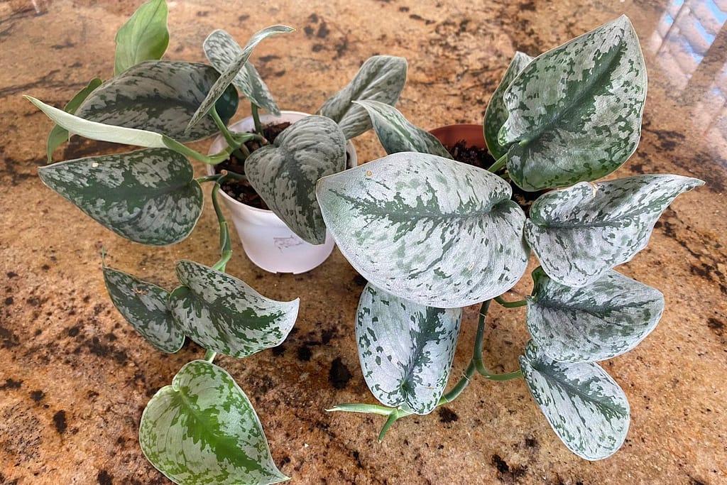 Young potted scindapsus pictus exotica