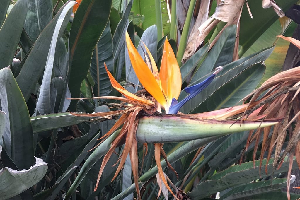 Yellowing leaves is a sign your