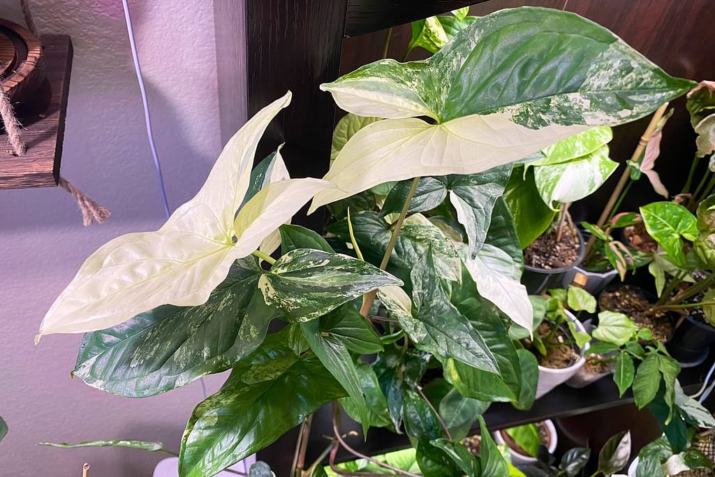 Quality lighting supports variegation and health