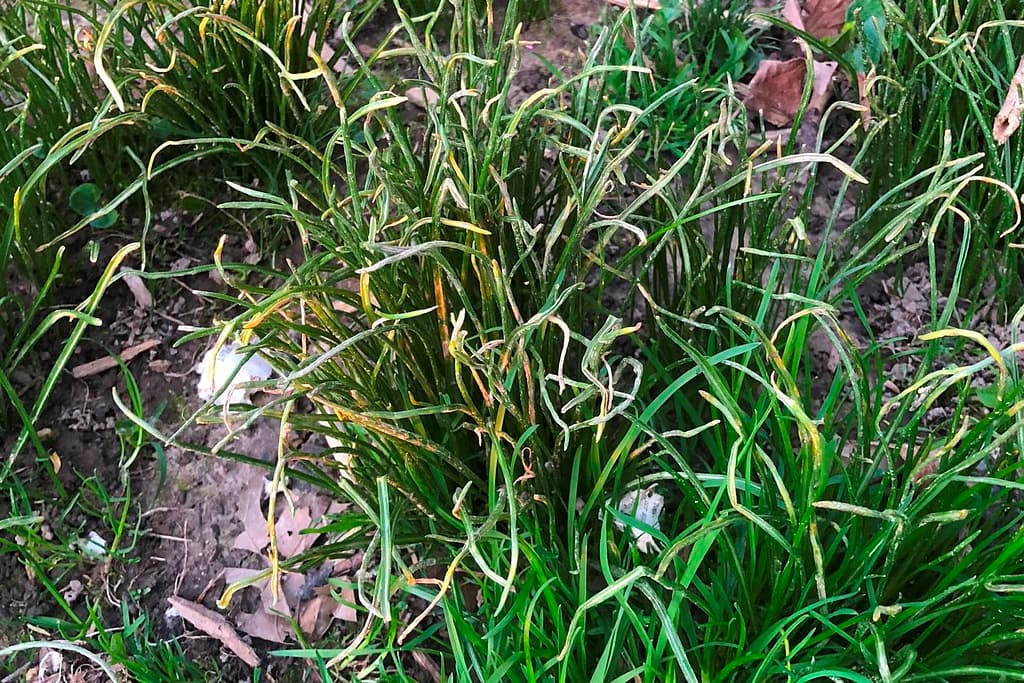 Tall fescue with signs of disease or pest effects