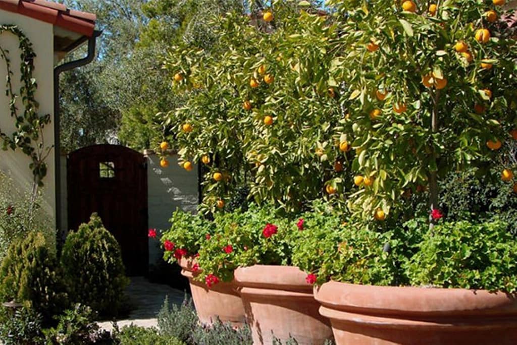 Garden fruit trees