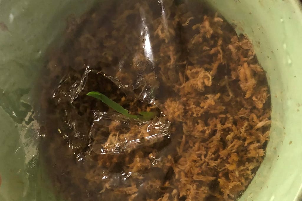 Plant propagation in moss with new emerging shoot