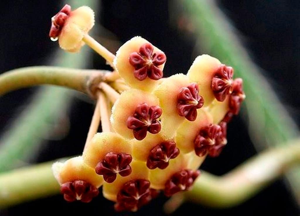Striking petals and  5 star pink hoya flowers