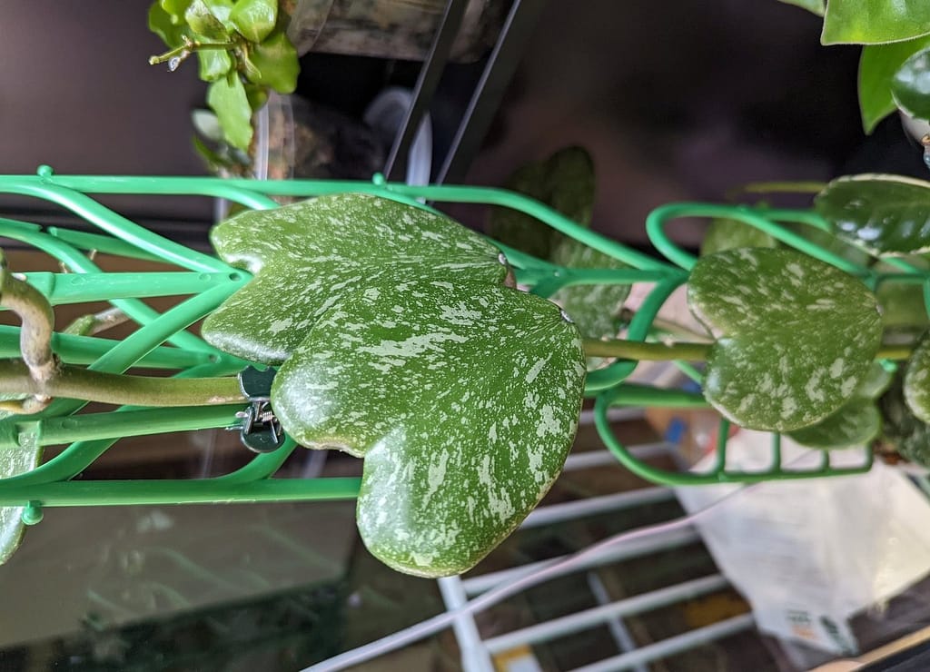 Hoya splash plant with supporting framework