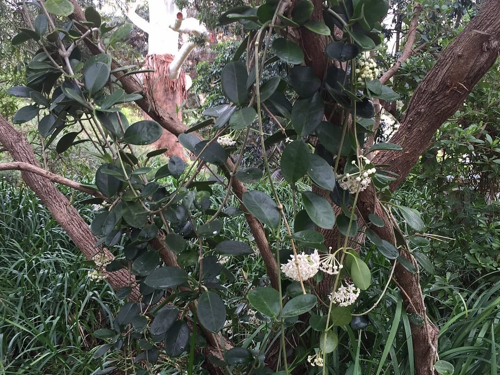 A hoya australis lisa climbing up tree outside