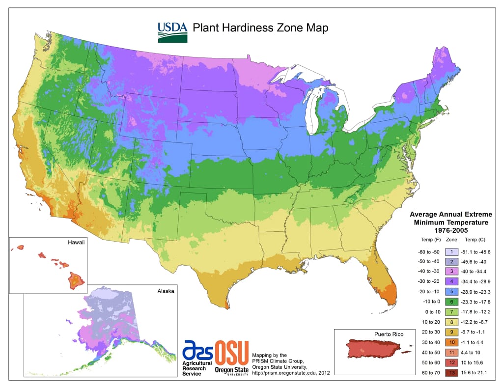 10 - 11 are growing zones for strelitzia ssp. in the united states?