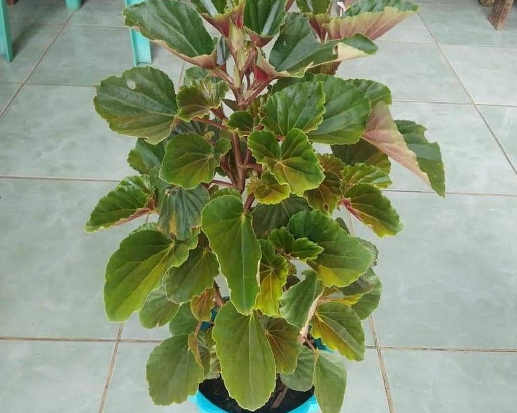 Begonia red stem plant