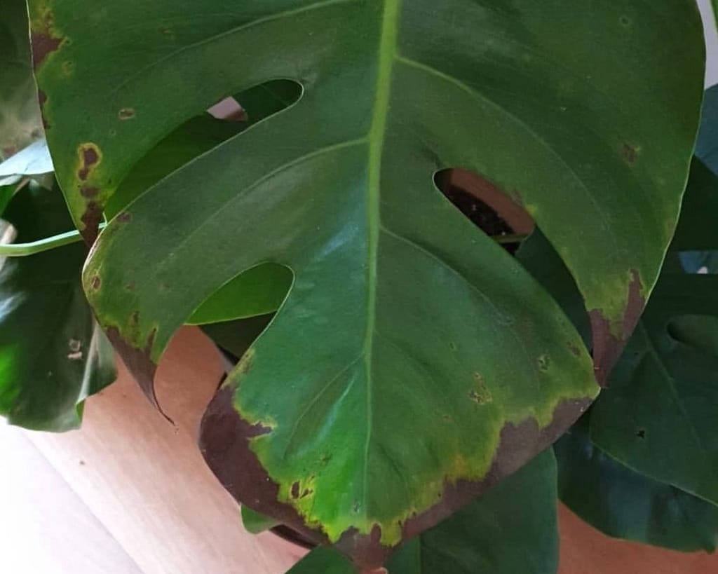 Monstera deliciosa leaf curl