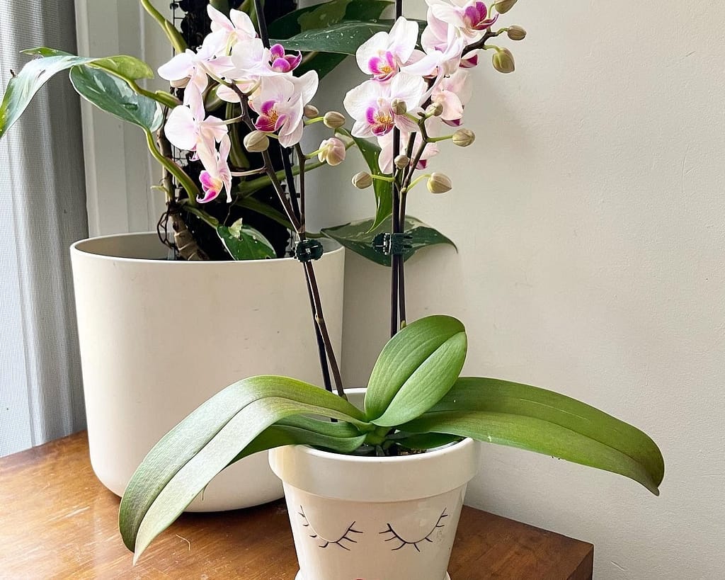 Potted phalaenopsis orchid white flower on a table