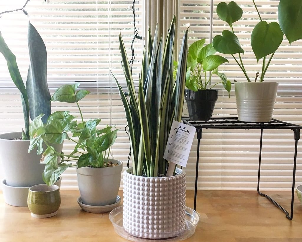 Sansevieria Bantel's sensation houseplant