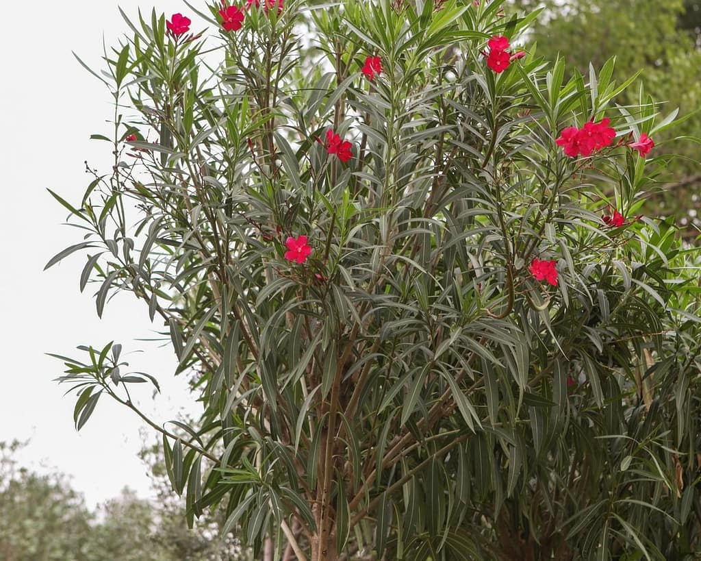 A red hardy oleander shrub with flowers