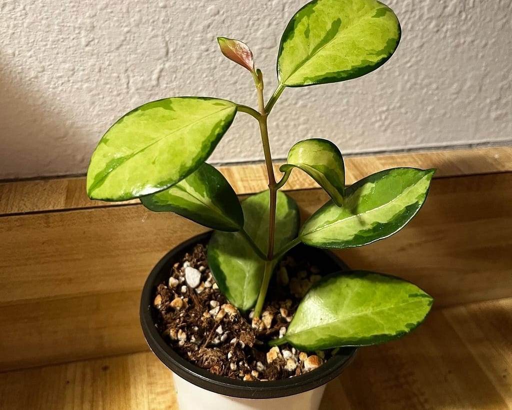A young variegated form of australis lisa in dappled-shady spot