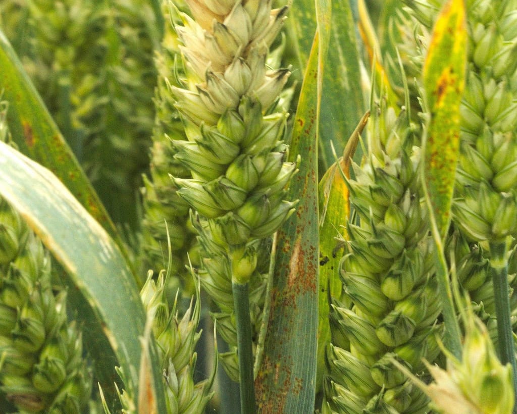 Leaf rust on wheat leaf with yellow pustules
