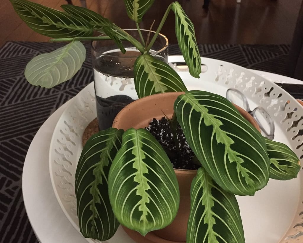 Prayer plant propagation