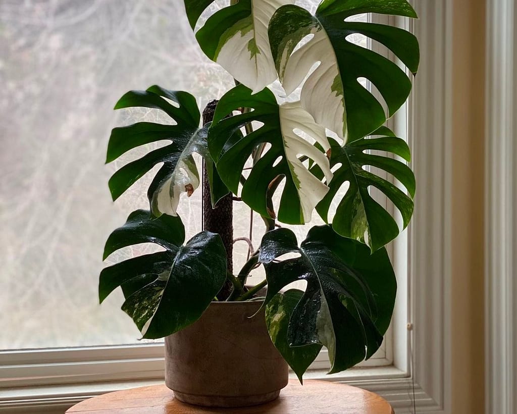 How much light does monstera adansonii need?