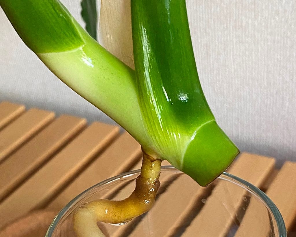 Monstera stem cutting propagation