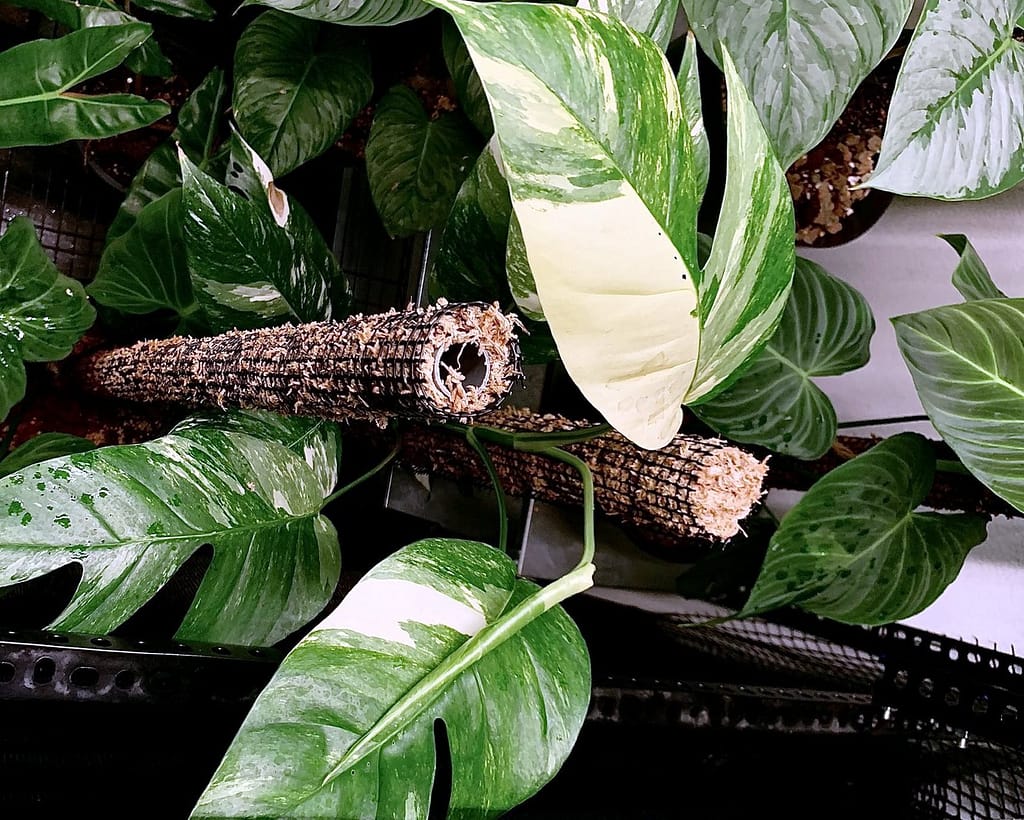 Indoor pinnatum variegata (situated in about 300 fc lumen candles of indirect light)