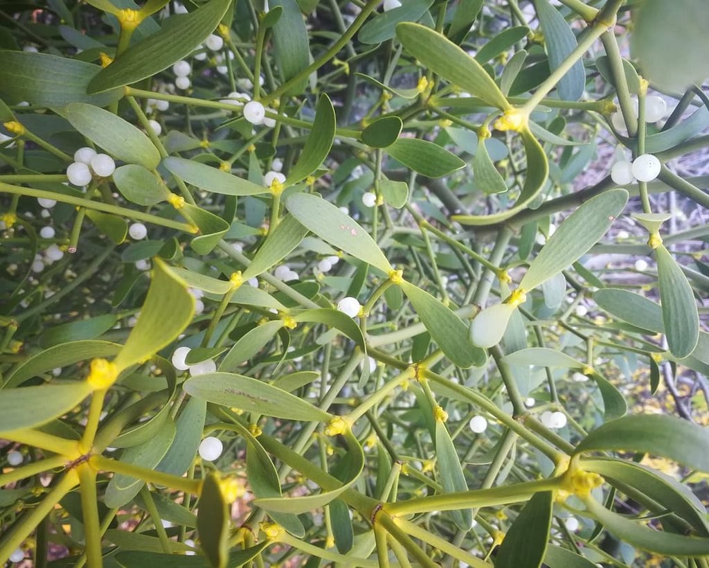 The mistletoe and Victorian England serving class connection