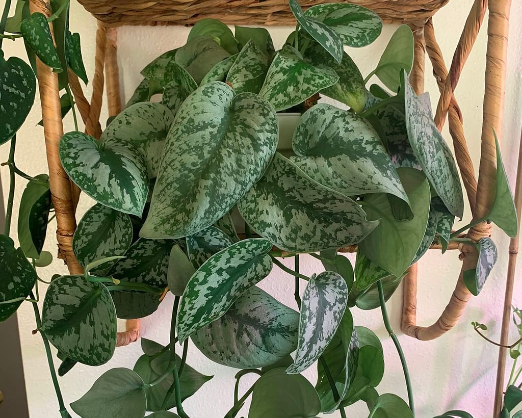 Silver pothos grown in a hanging basket inddors