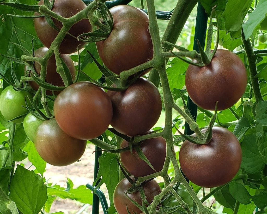 Ripening purple OP indeterminate tomatoes