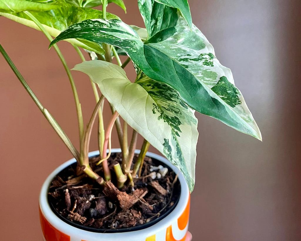 A healthy potted variegated syngonium plant in ceramic small size pot