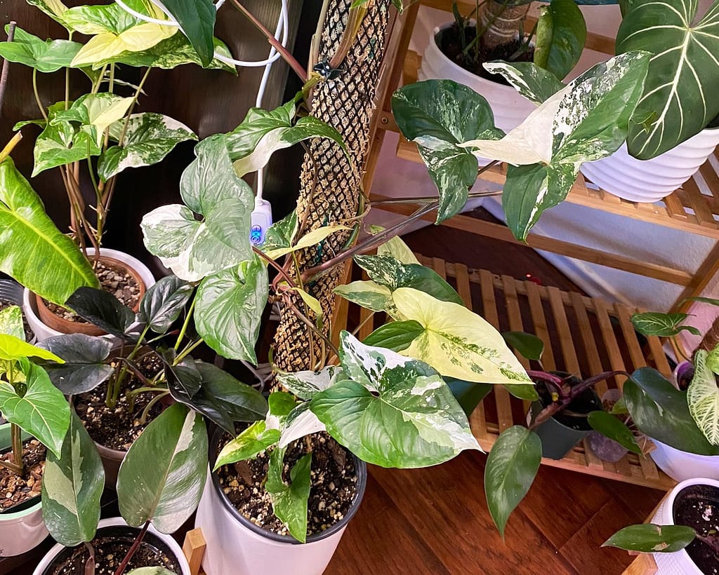 SUPPORT framework for syngoniums