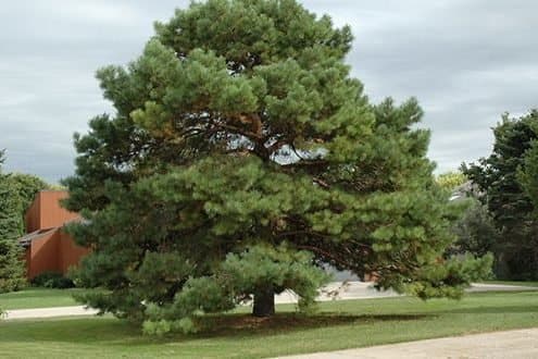 Dwarf-medium garden pine