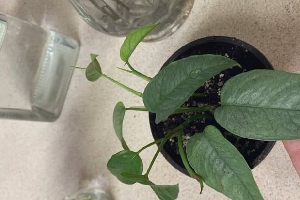 Young potted cebu blue pothos