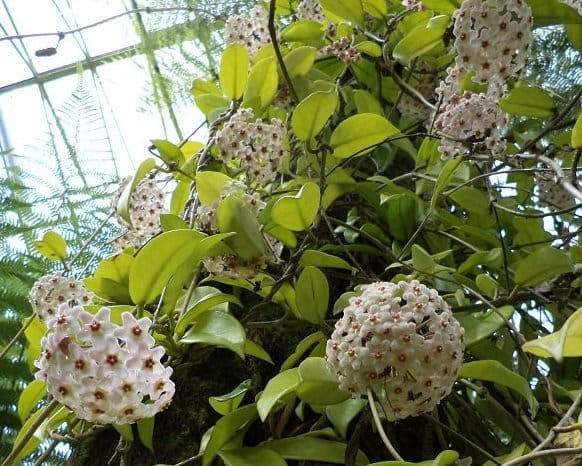Climber variety of carnosa in white-pink blooms