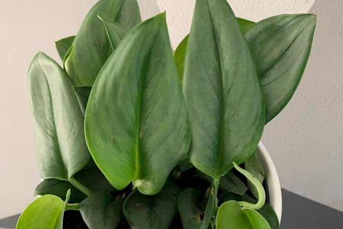 Treubii plant leaves curling