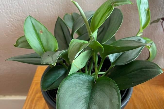 Indirect bright to low light