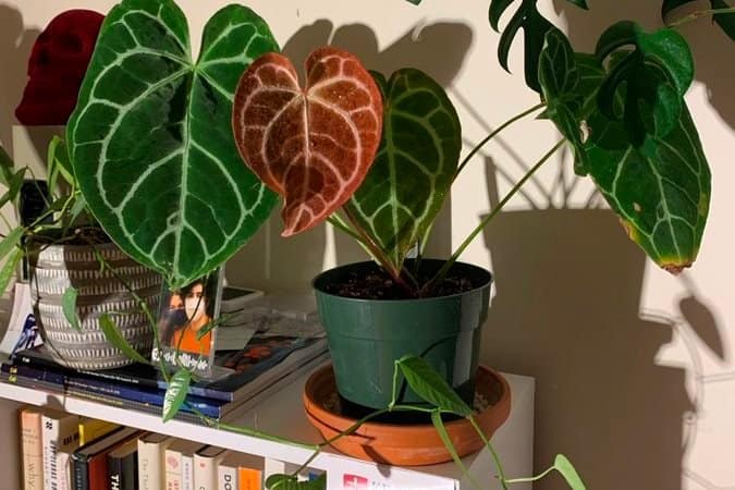 A potted indoor flamingo flower plant on top of a book shelf